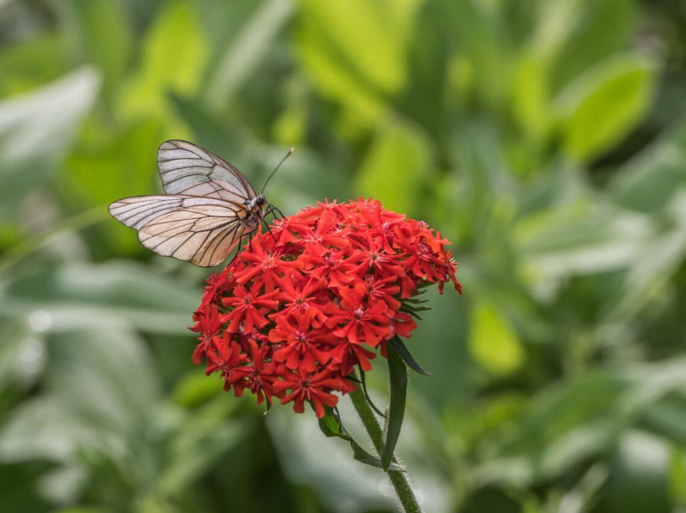 Maltese Cross Planting Guide
