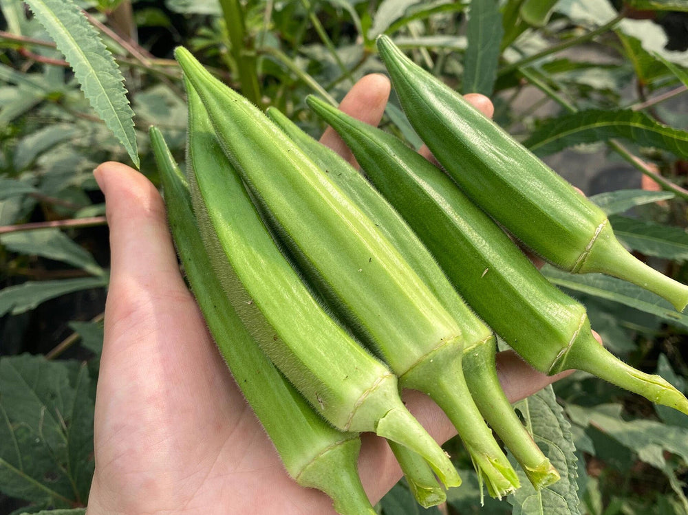 Okra Planting Guide
