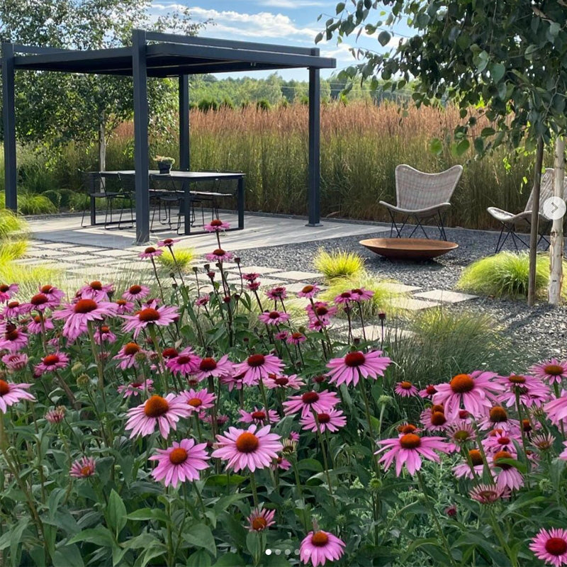 Coneflower Planting Guide