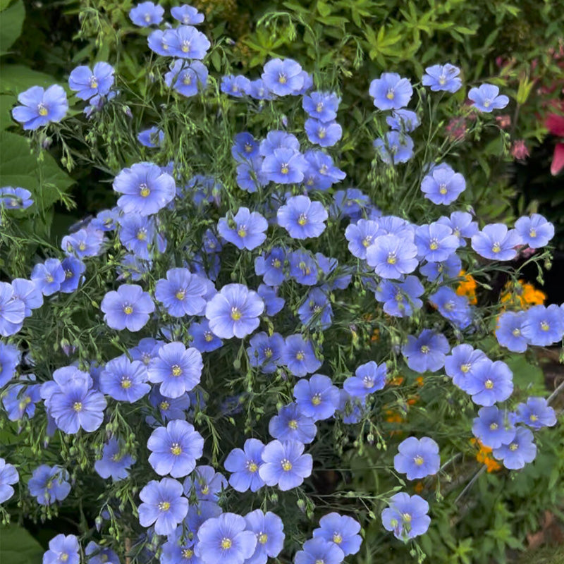 Flax Planting Guide