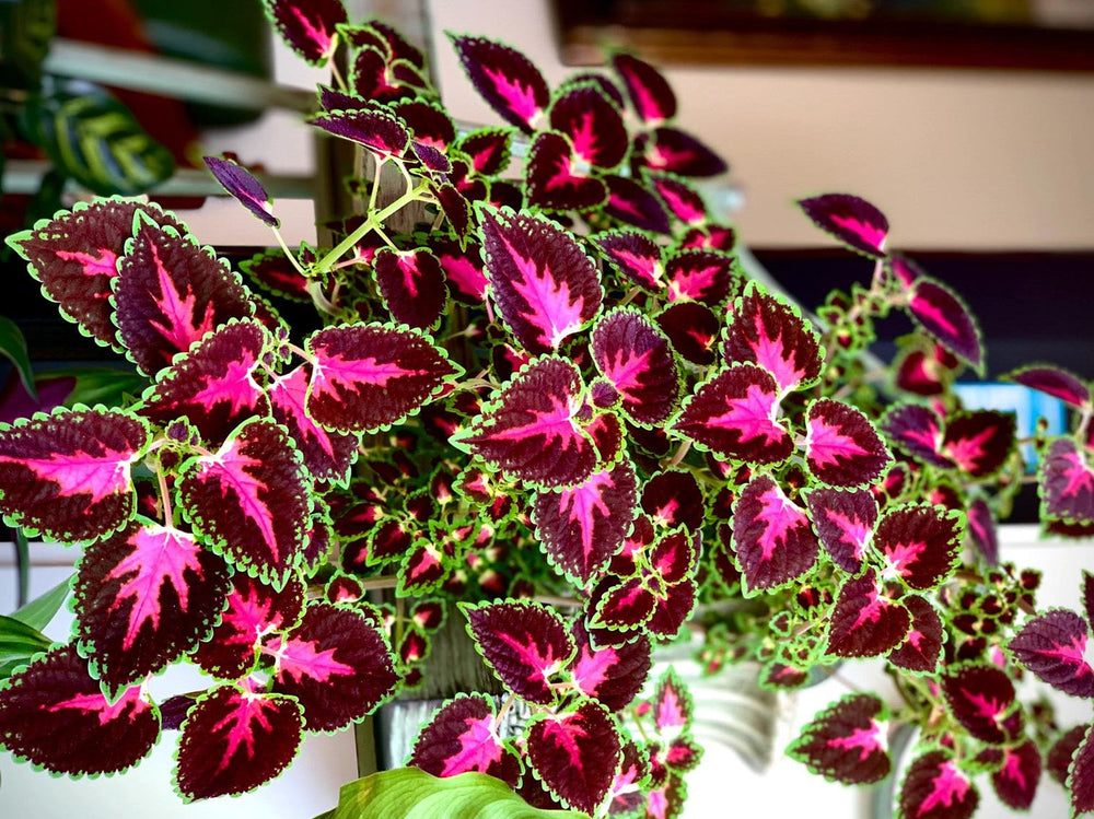 Coleus Planting Guide