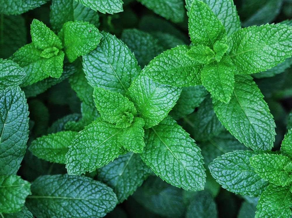 Spearmint Planting Guide