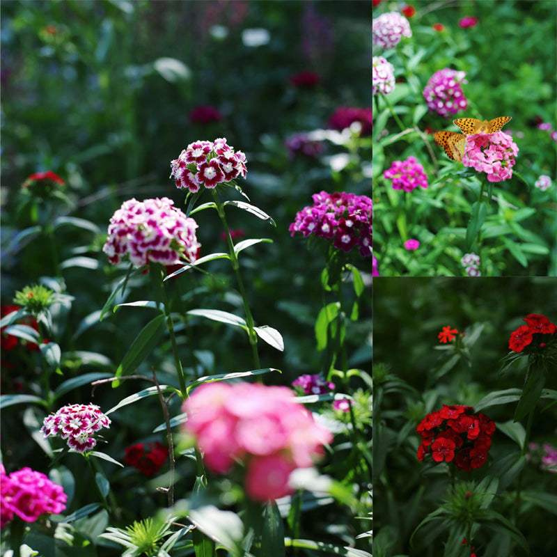 Dianthus Planting Guide