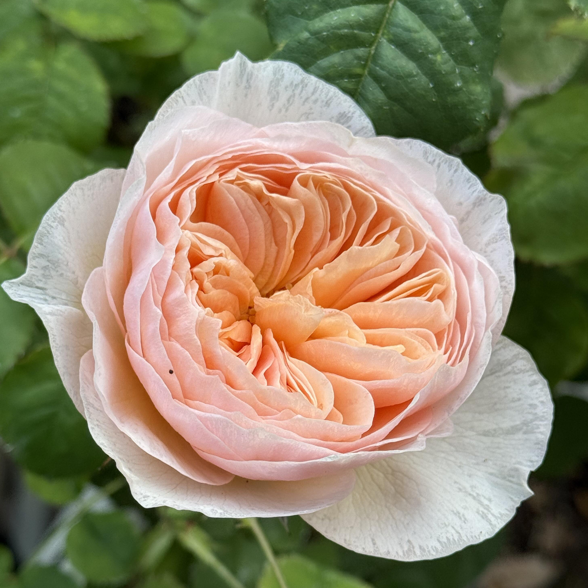 RSU Self-Bred Roses Plant- Celestelle