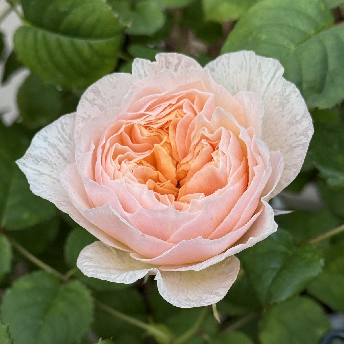 RSU Self-Bred Roses Plant- Celestelle
