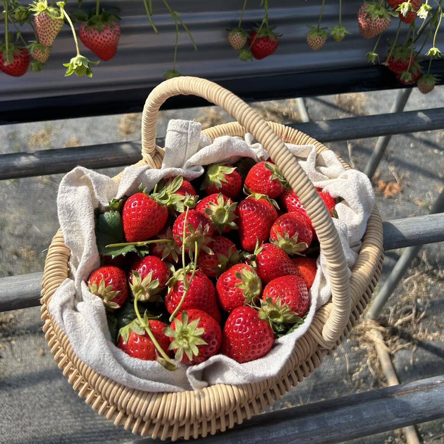 Potted Strawberry Seeds - Five-Color Mix