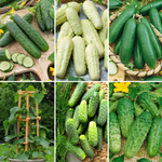 AAS WINNER Cucumber Seeds - Mixed