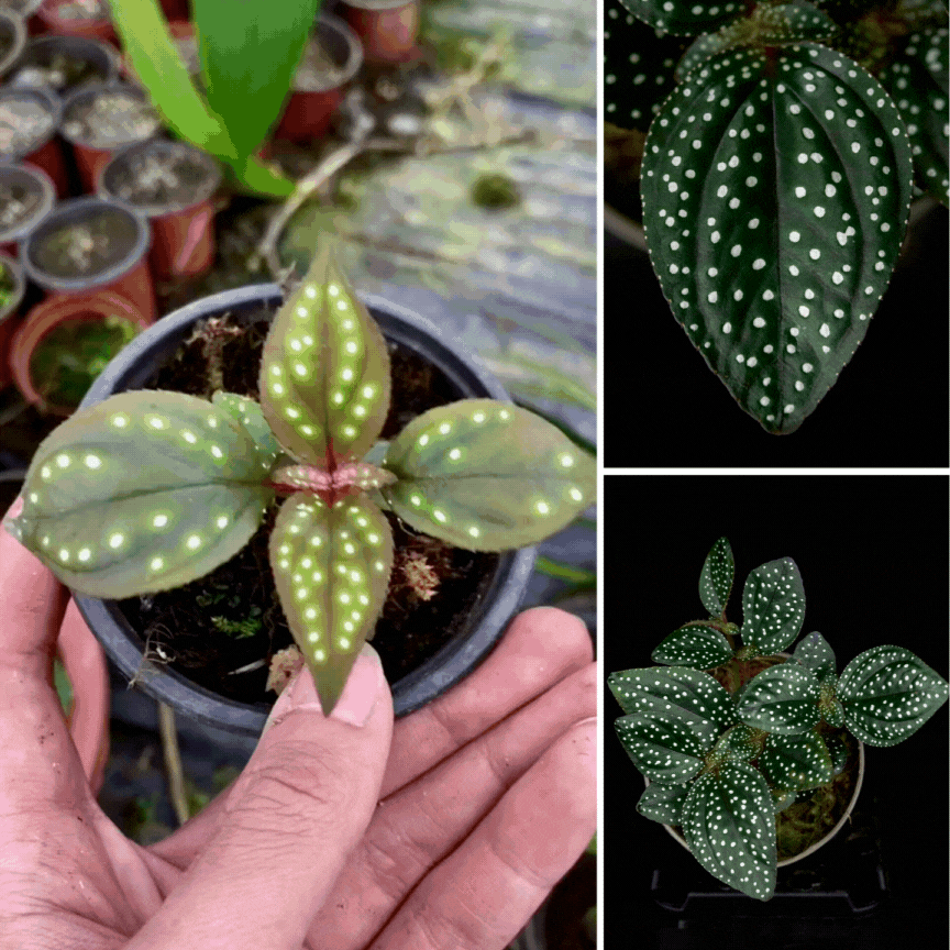 Sonerila cf. margaritacea (Glowing dots)
