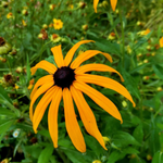 Black Eyed Susan Seeds