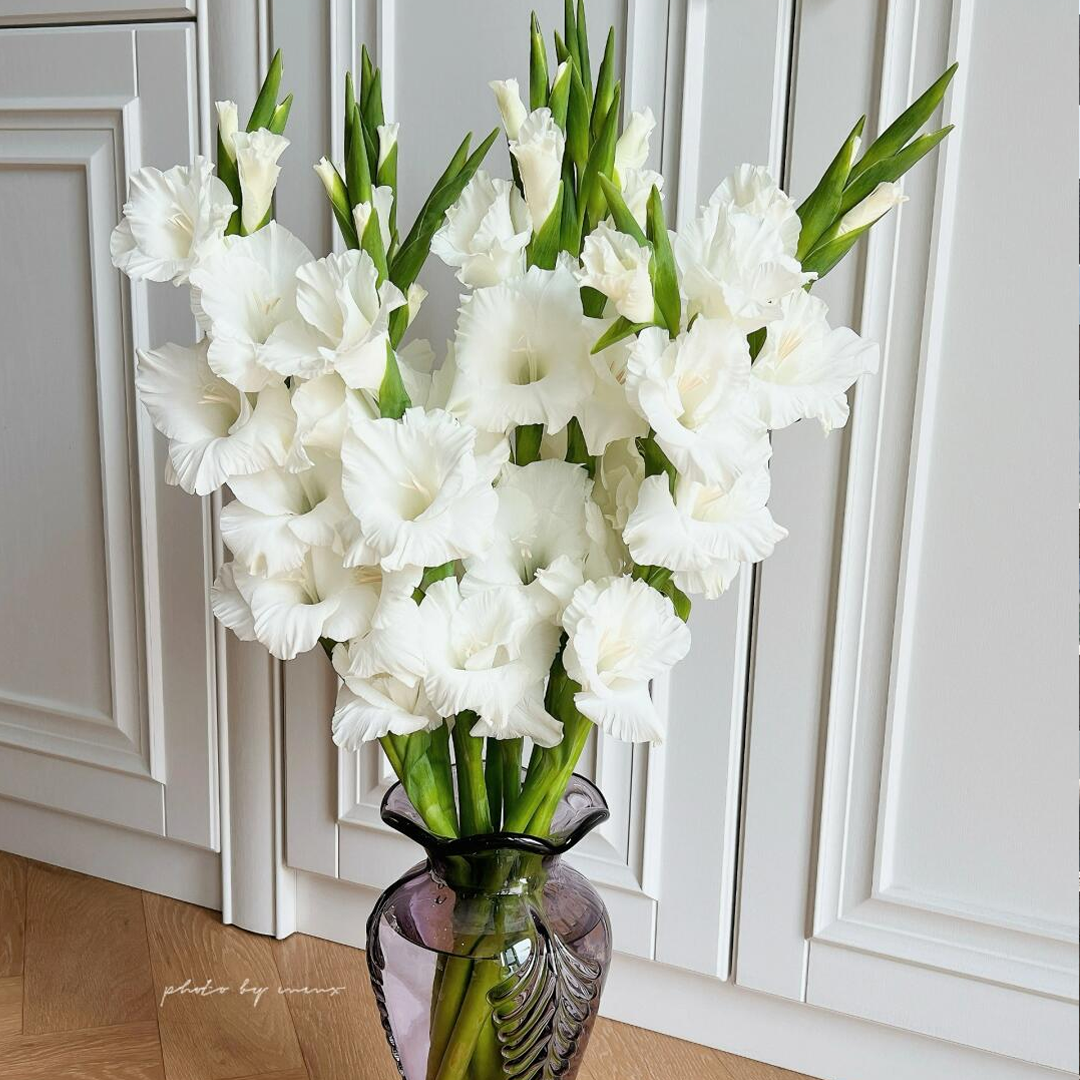 Gladiolus Flower Bulbs - Amsterdam