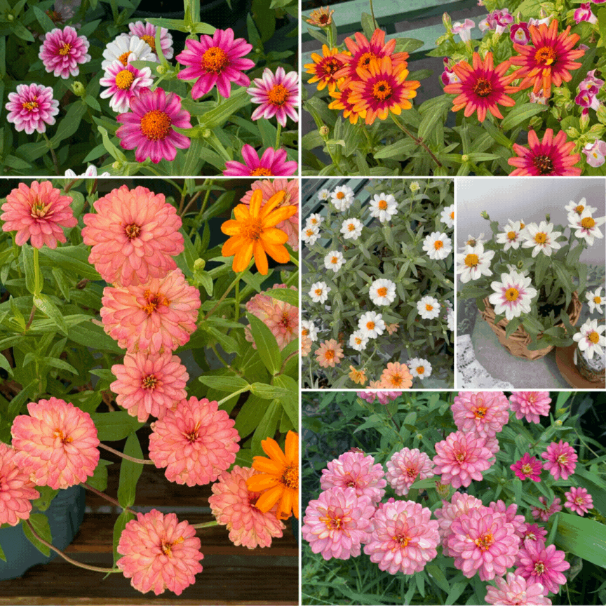 Dwarf Zinnia Seeds - Mix