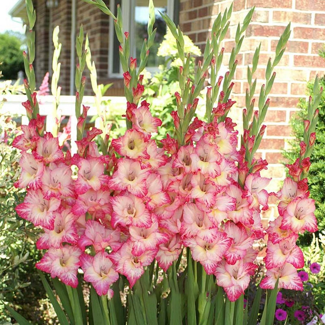 Gladiolus Flower Bulbs - Priscilla