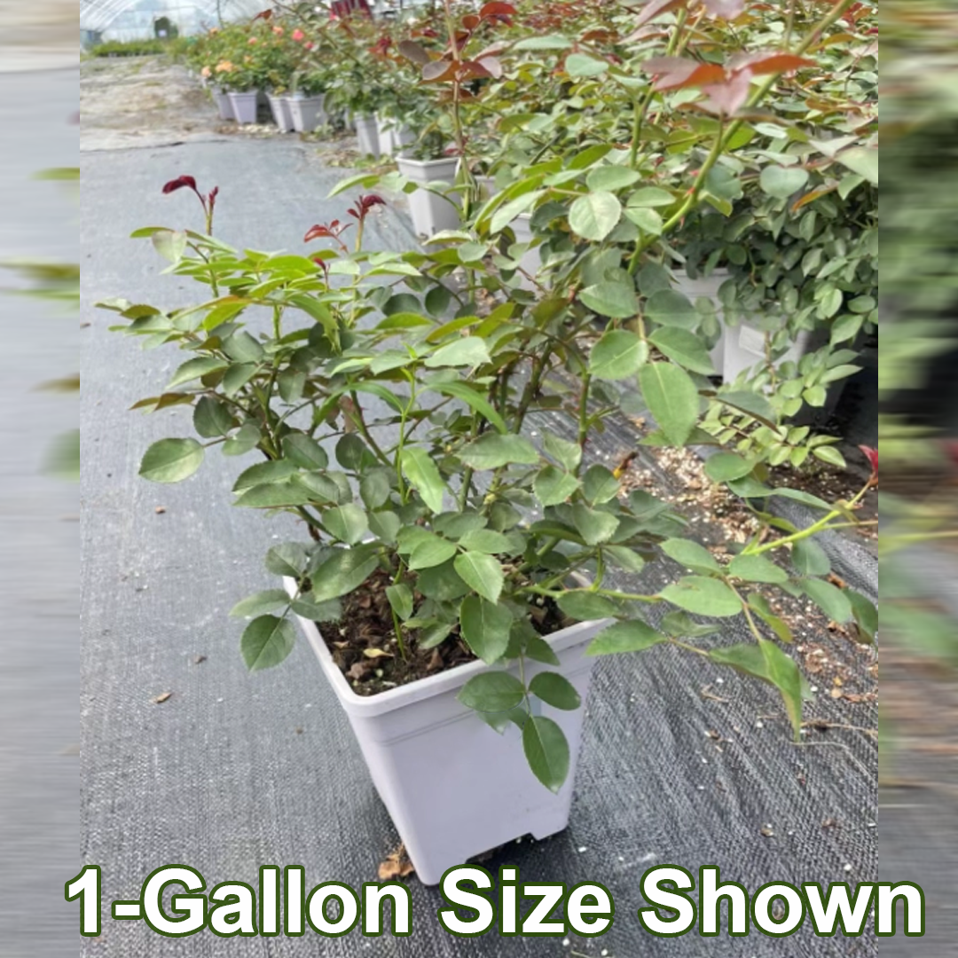 Large Climbing Rose Plant - Florentina