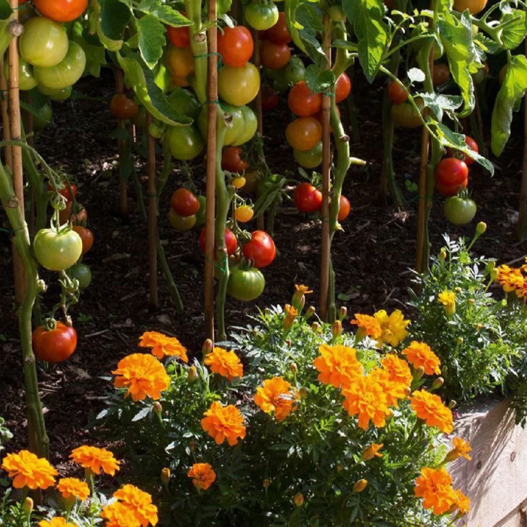 French Marigold Seed- Mixed Color
