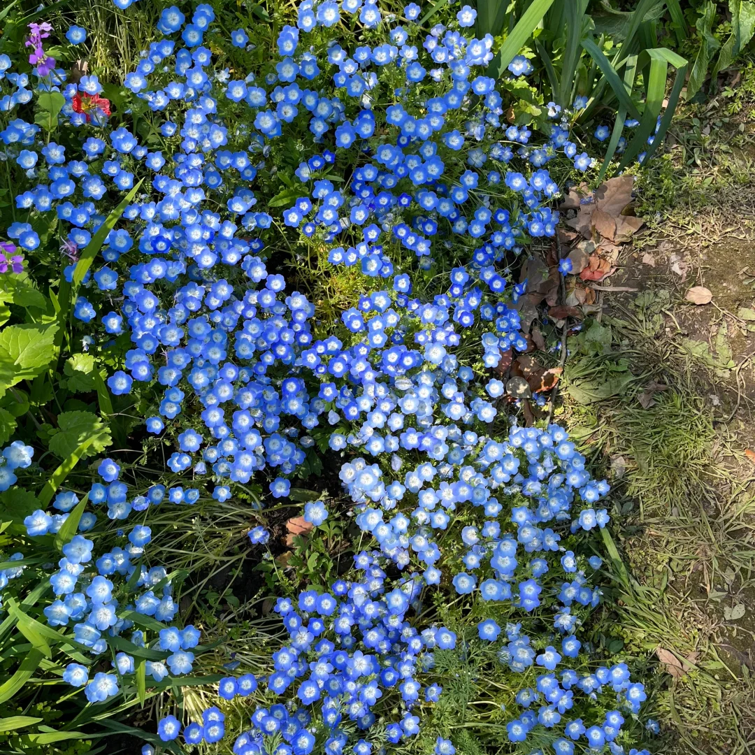 Baby Blue Eyes Seeds