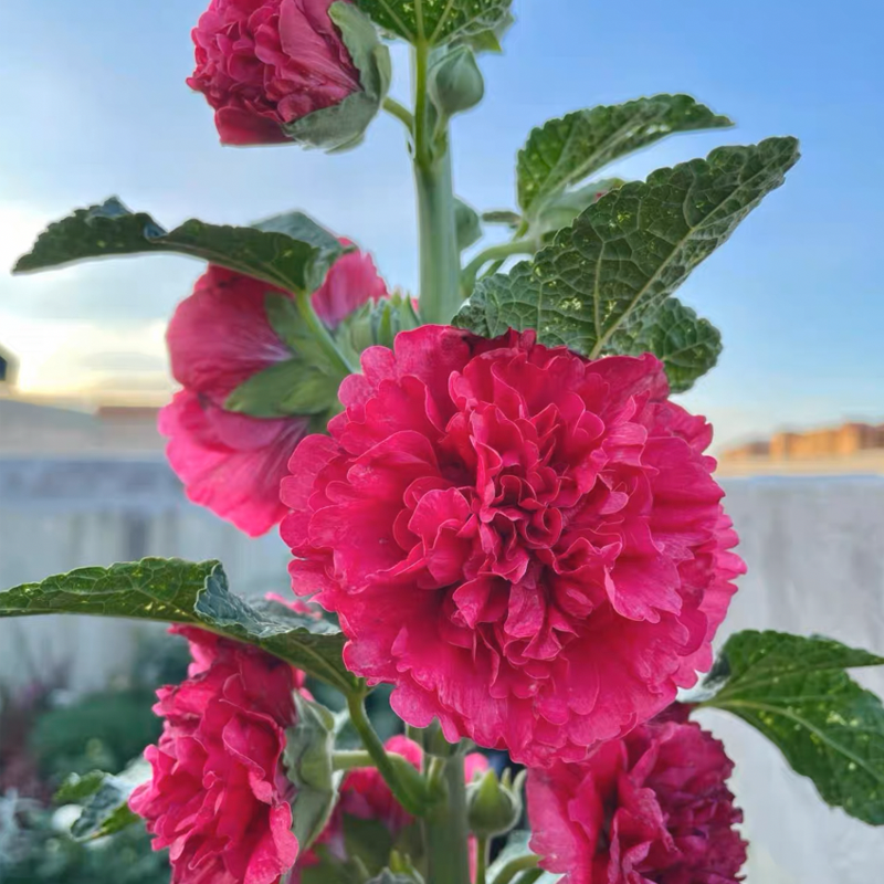 Double Flowered Hollyhock Seeds-500 Pcs / Packet
