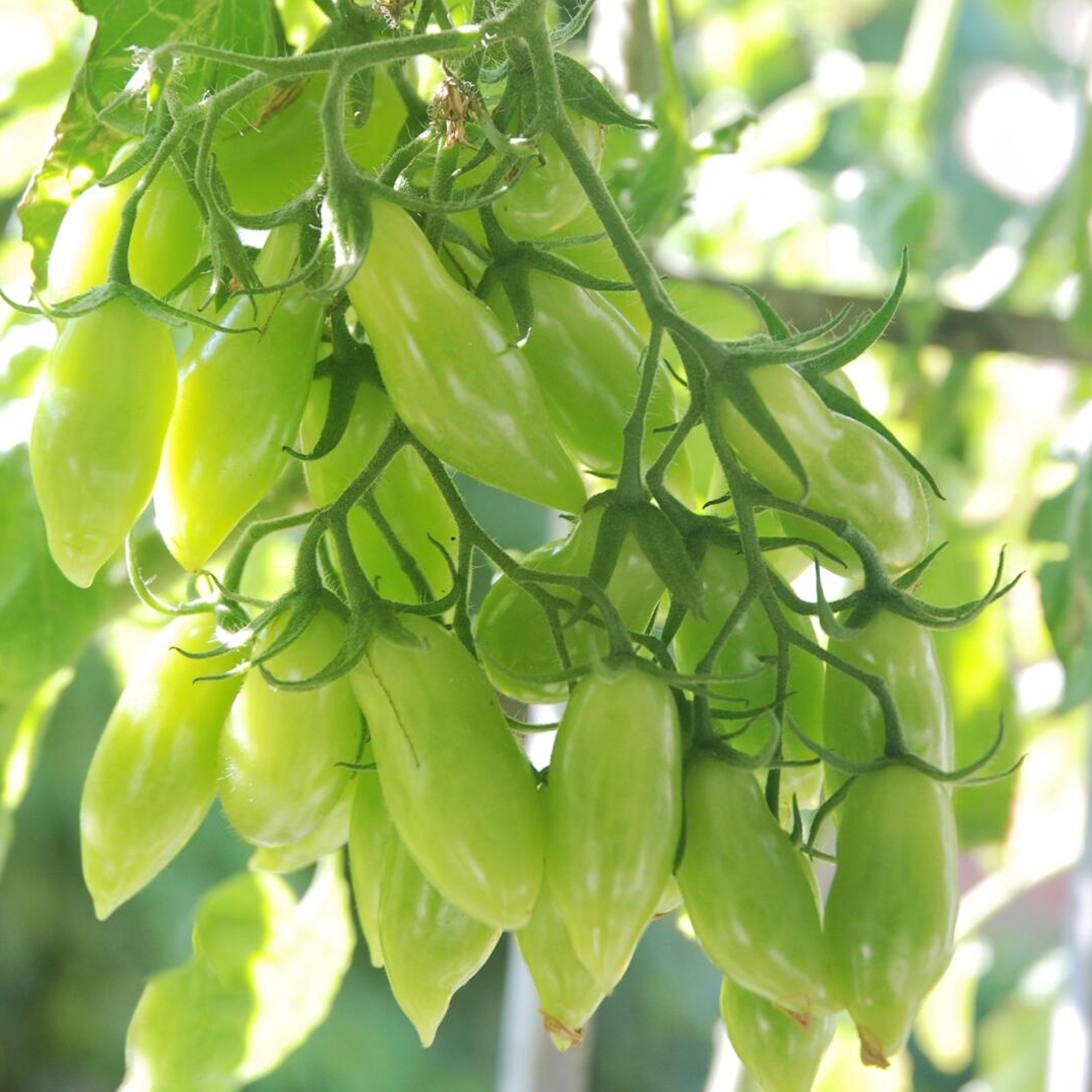 Heirloom Tomato Seeds - Dance Green Fingers