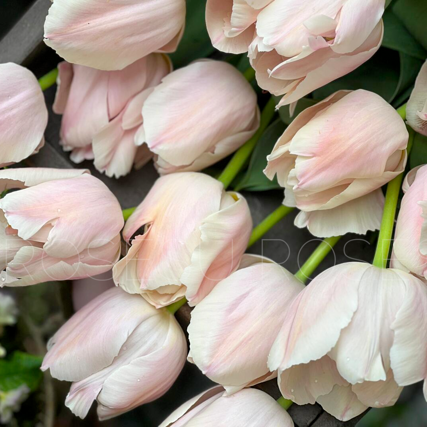 Tulip Bulbs - Royal Coral