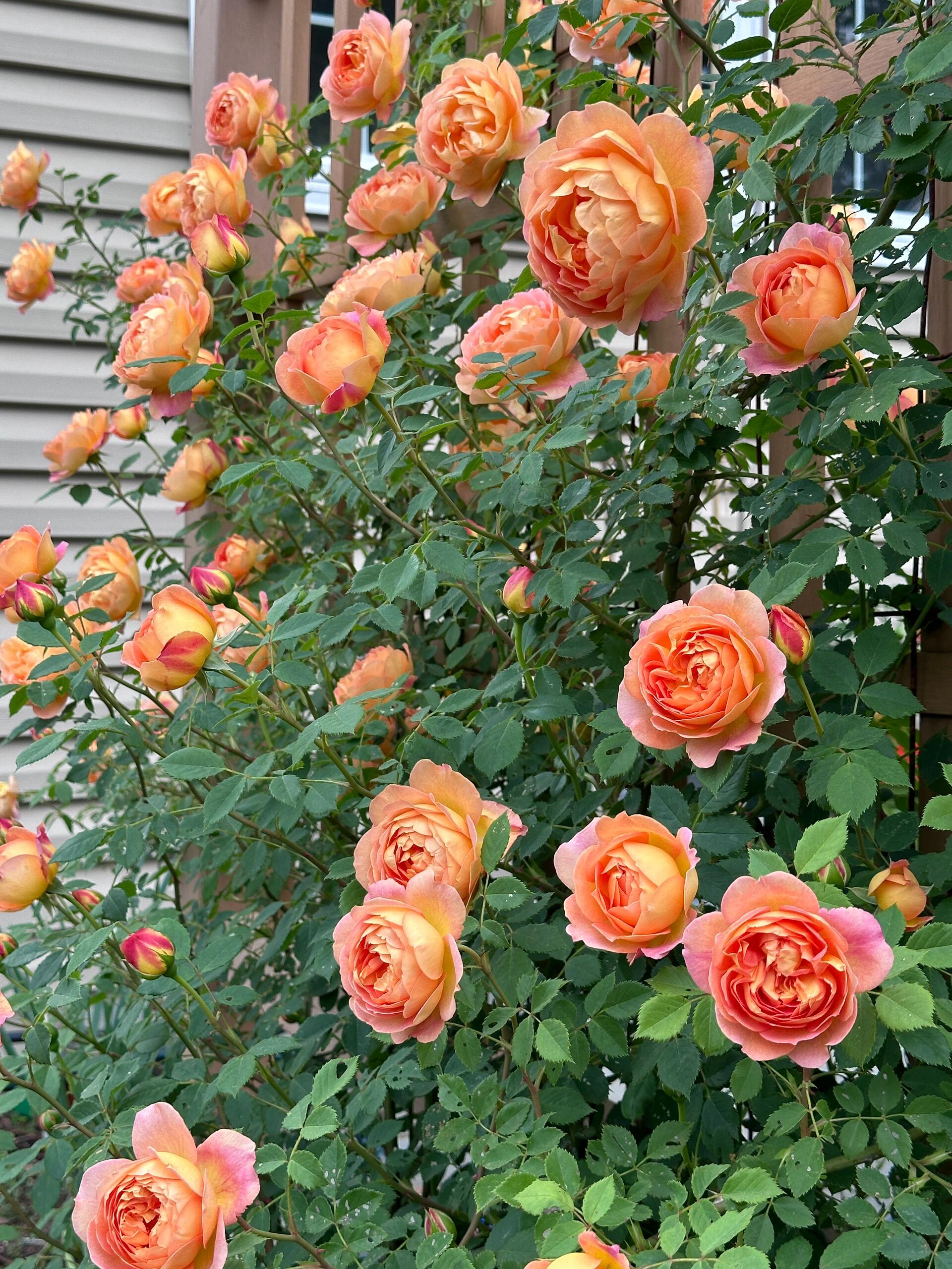 Climbing Rose Plant - Lady Charlotte