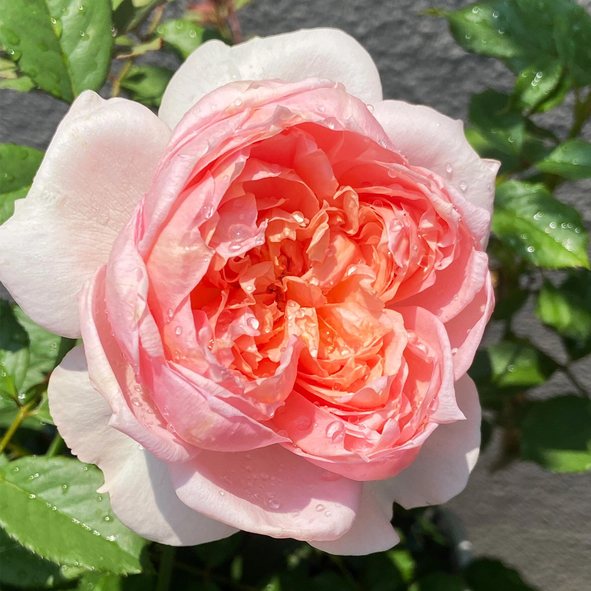 RSU Self-Bred Roses Plant- Summer Drape