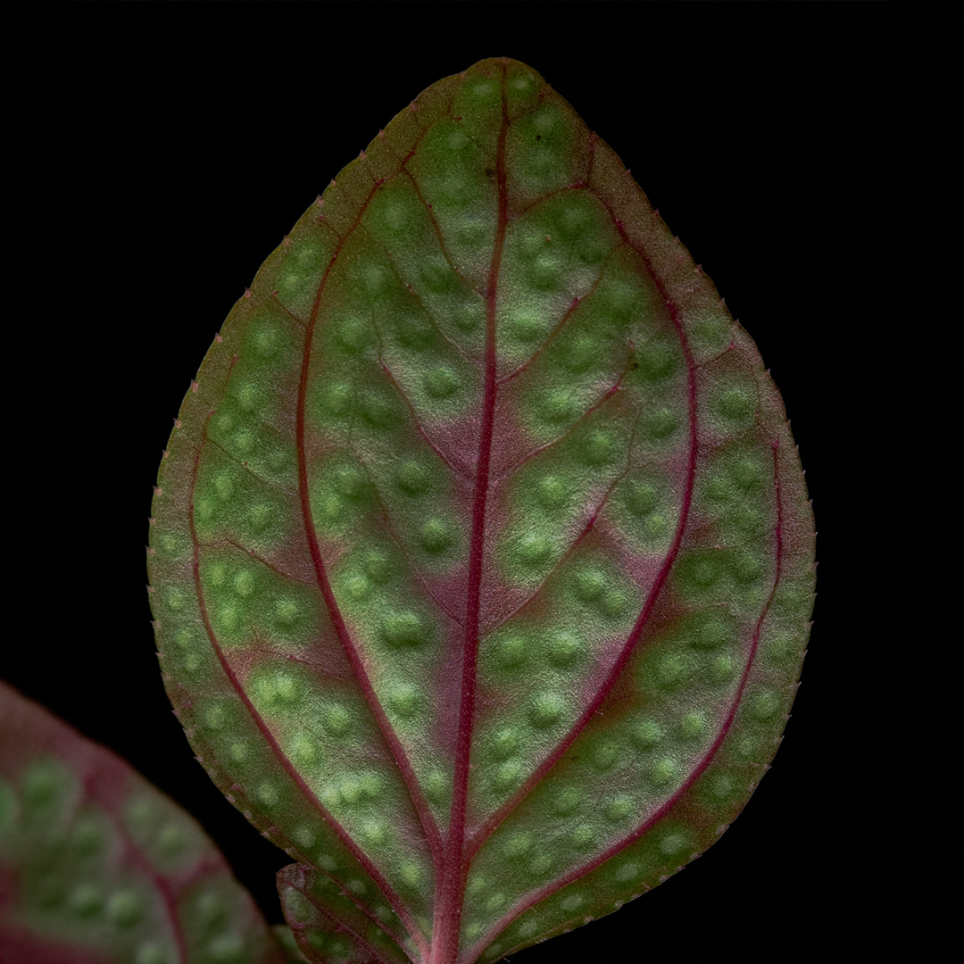 Sonerila cf. margaritacea (Glowing dots)