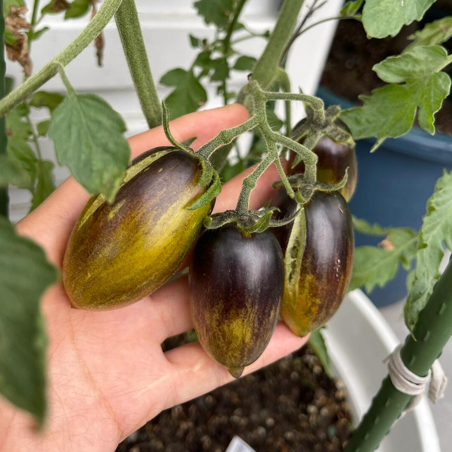 Cherry Tomato Seeds - Brad’s Atomic Grape