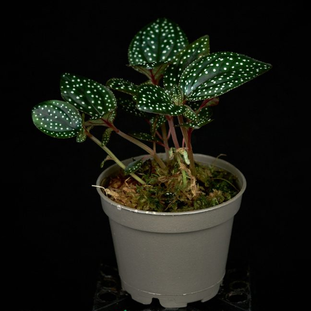 Sonerila cf. margaritacea (Glowing dots)