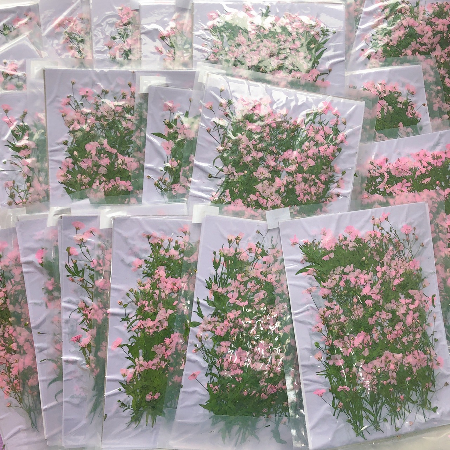 Gypsophila Dried Flower Package