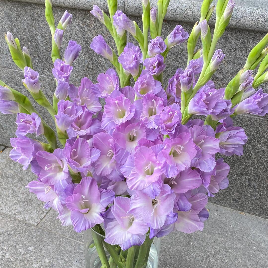 Gladiolus Flower Bulbs - Florentica