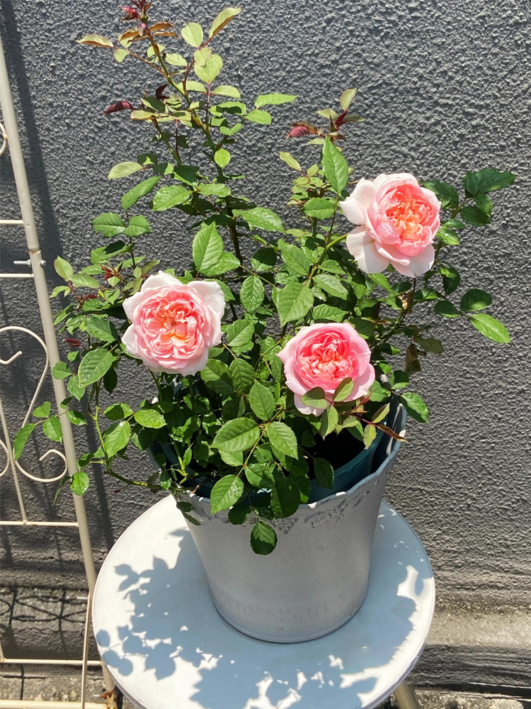 RSU Self-Bred Roses Plant- Summer Drape
