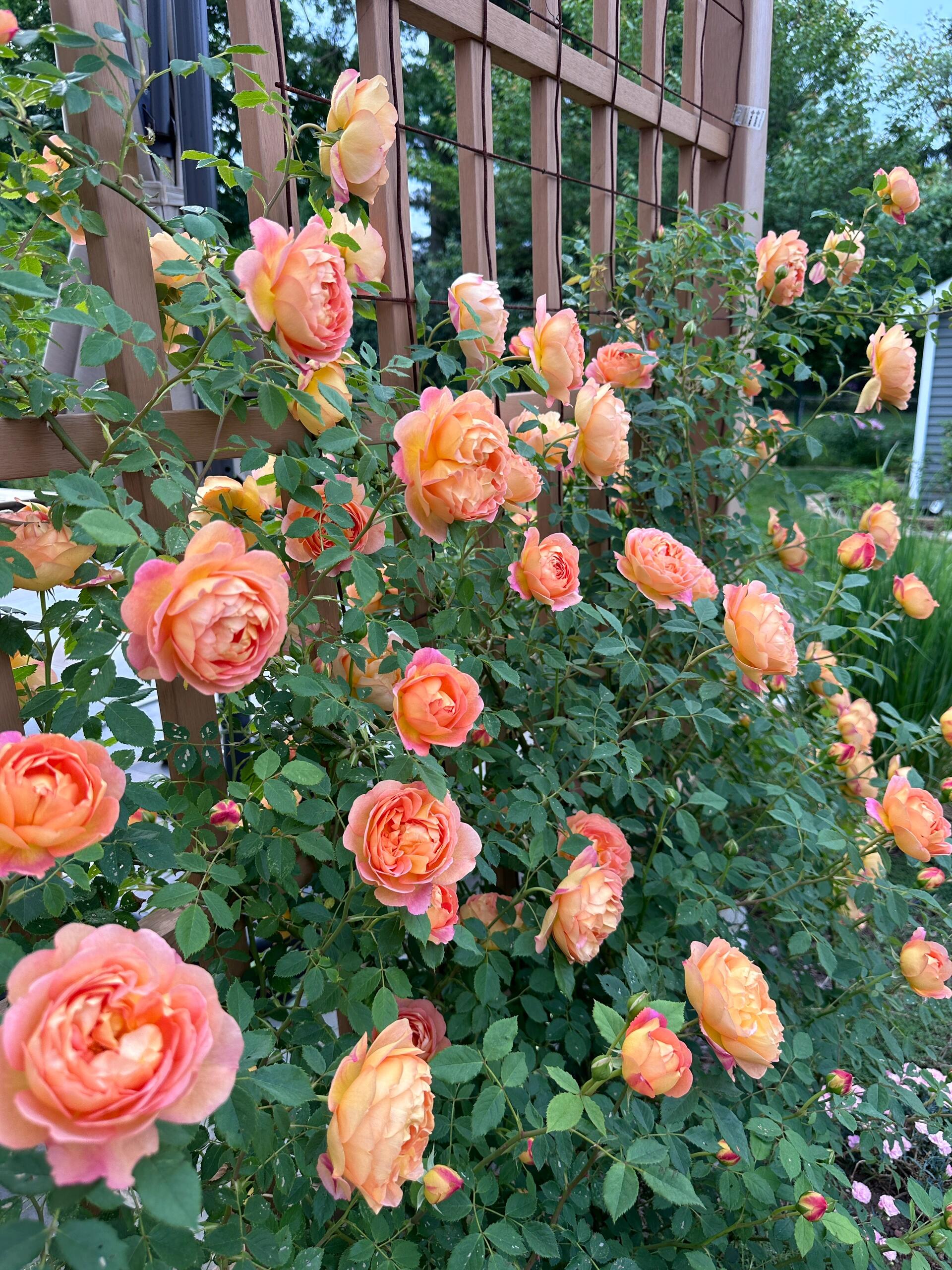 Climbing Rose Plant - Lady Charlotte