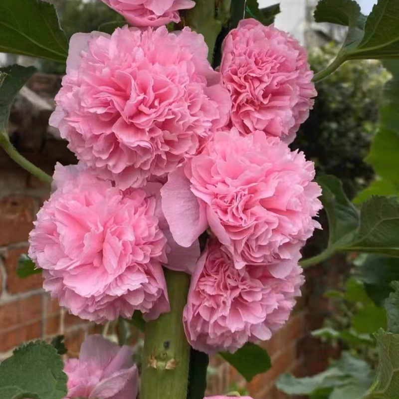 Double Flowered Hollyhock Seeds-500 Pcs / Packet