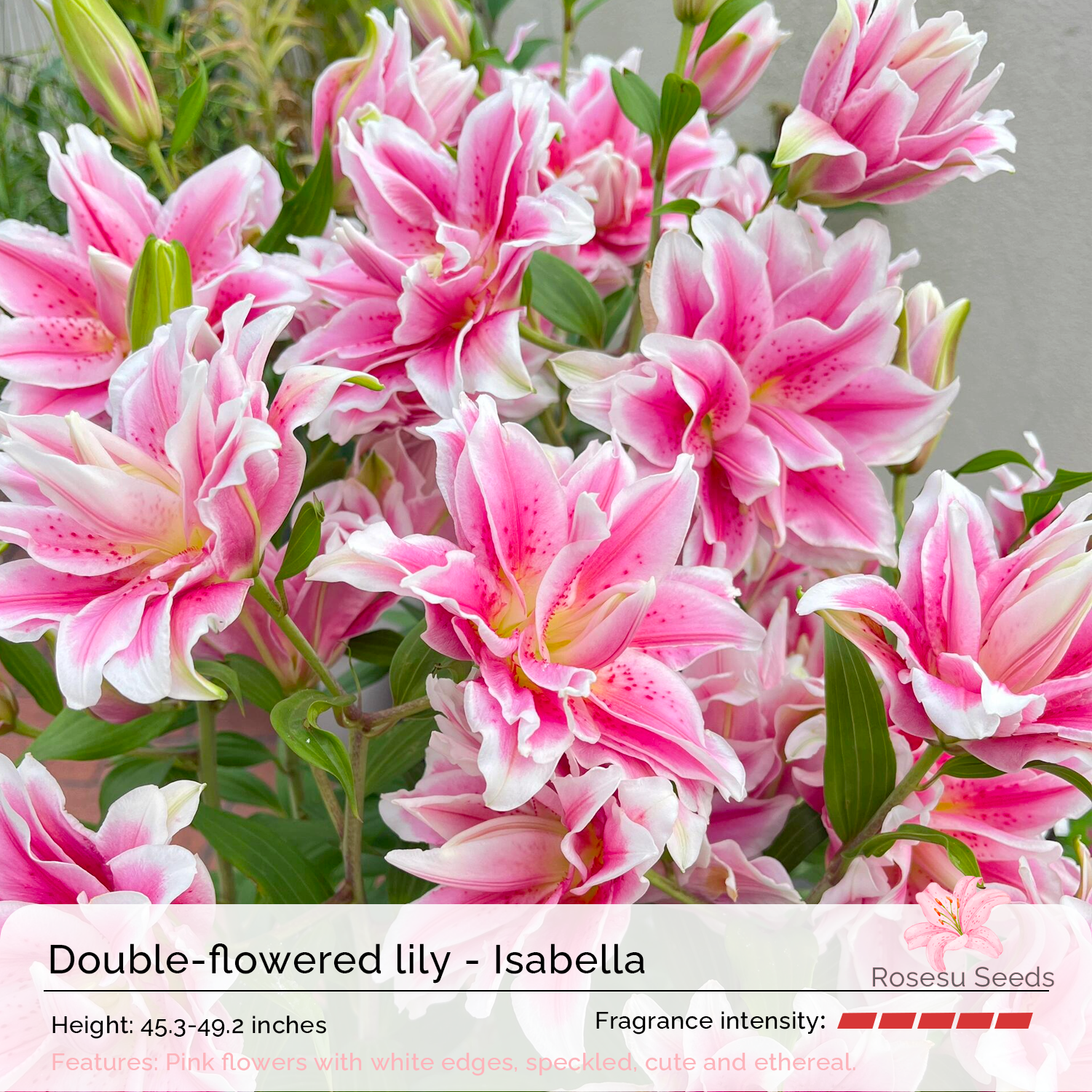 Lily Bulbs - Mixed