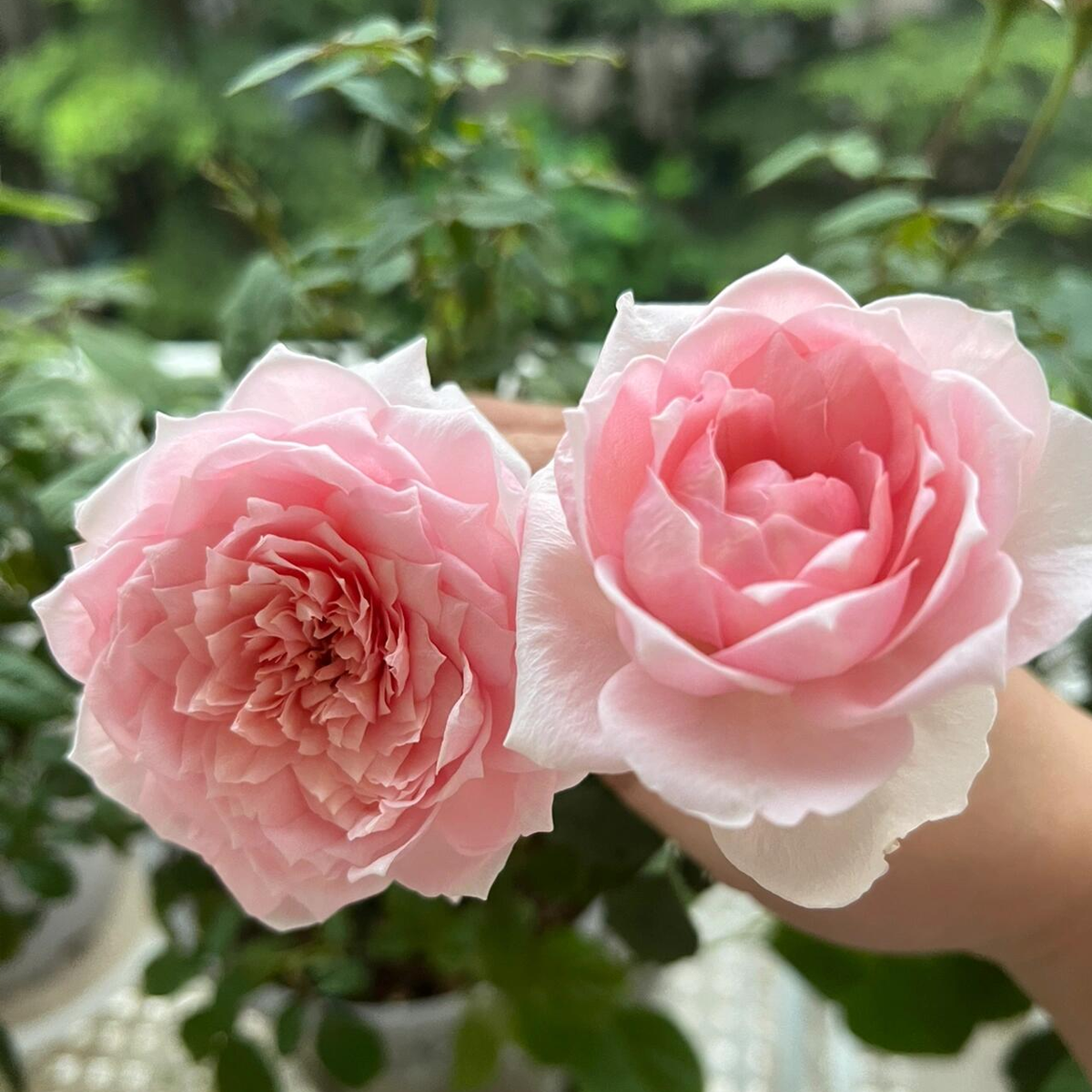 RSU Self-Bred Roses Plant- Summer Drape