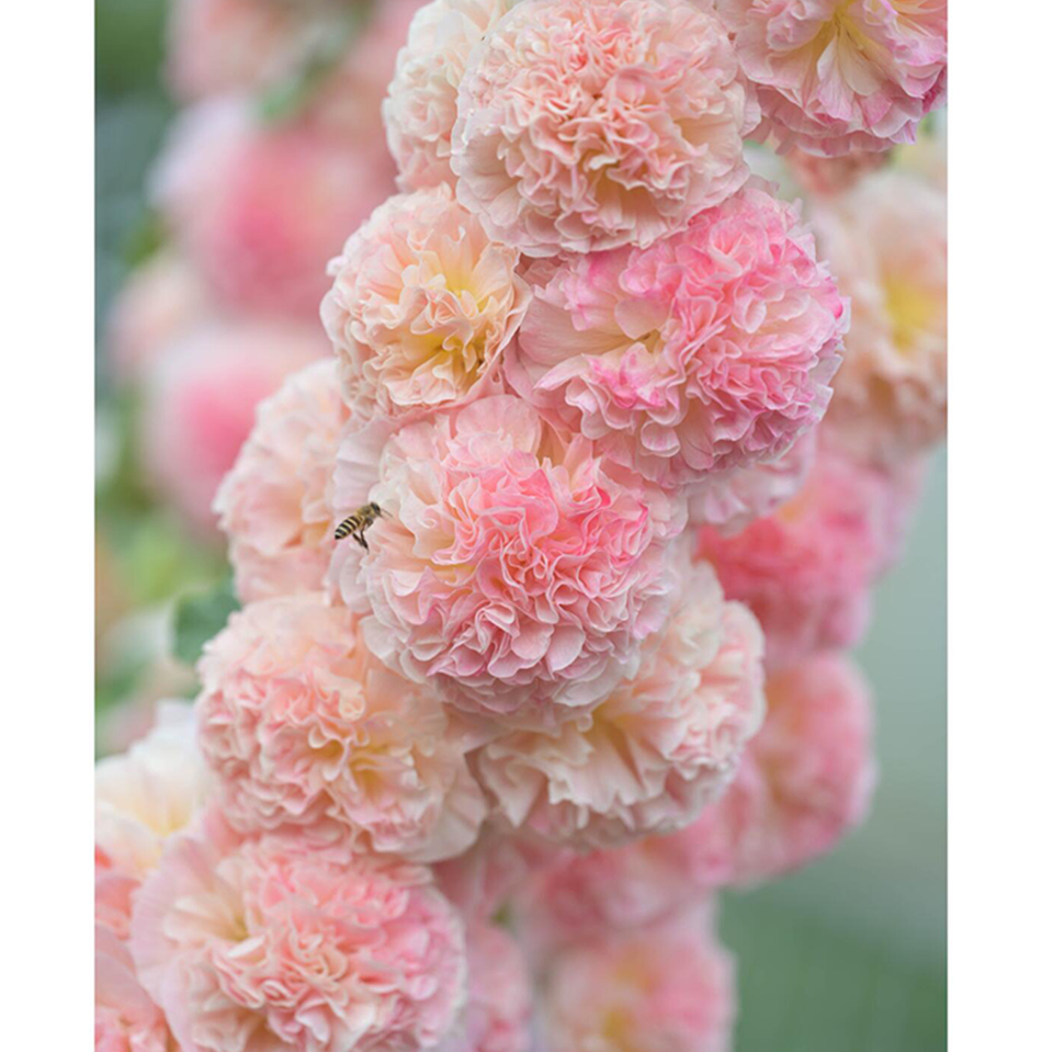 Peach and Dream