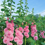Double Flowered Hollyhock Seeds-500 Pcs / Packet