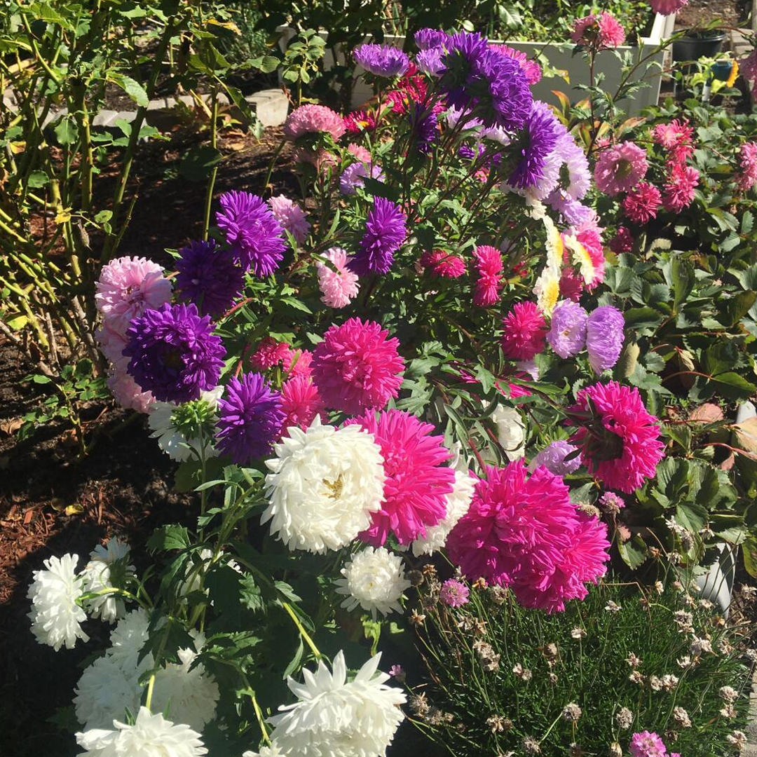 1000 Pcs Mixed Callistephus/China Aster Seeds