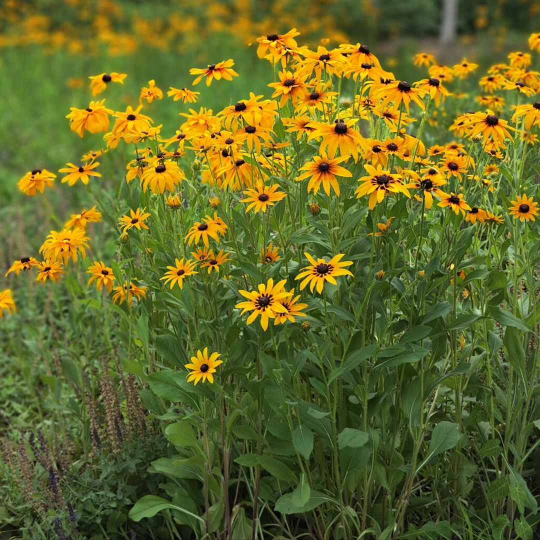 Black Eyed Susan Seeds