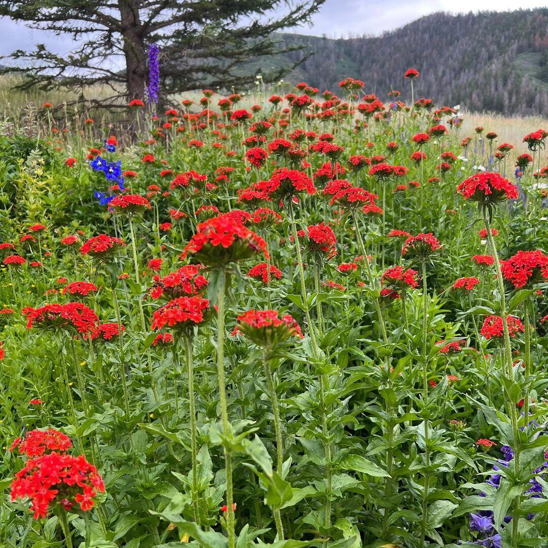 Maltese Cross Seeds