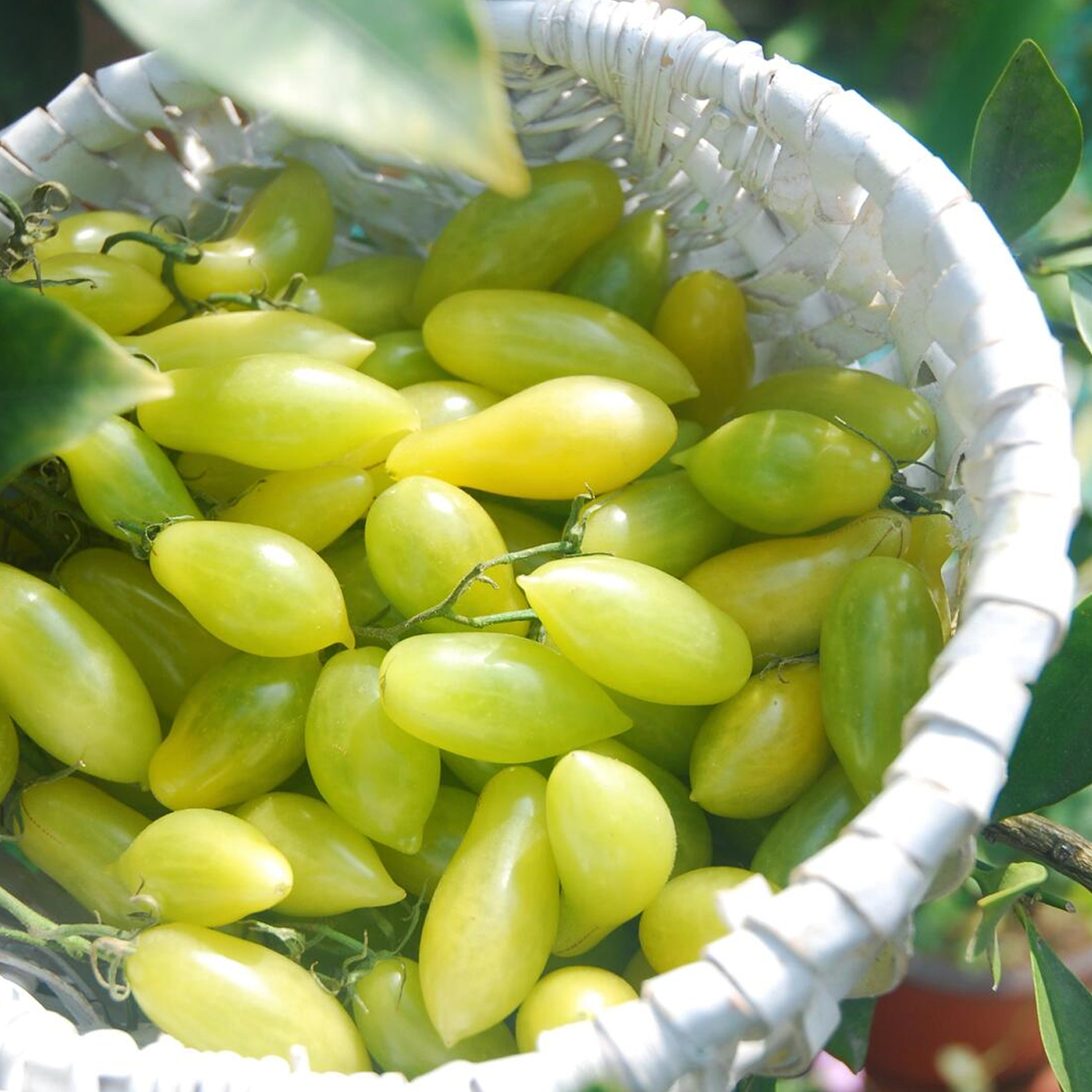 Heirloom Tomato Seeds - Dance Green Fingers