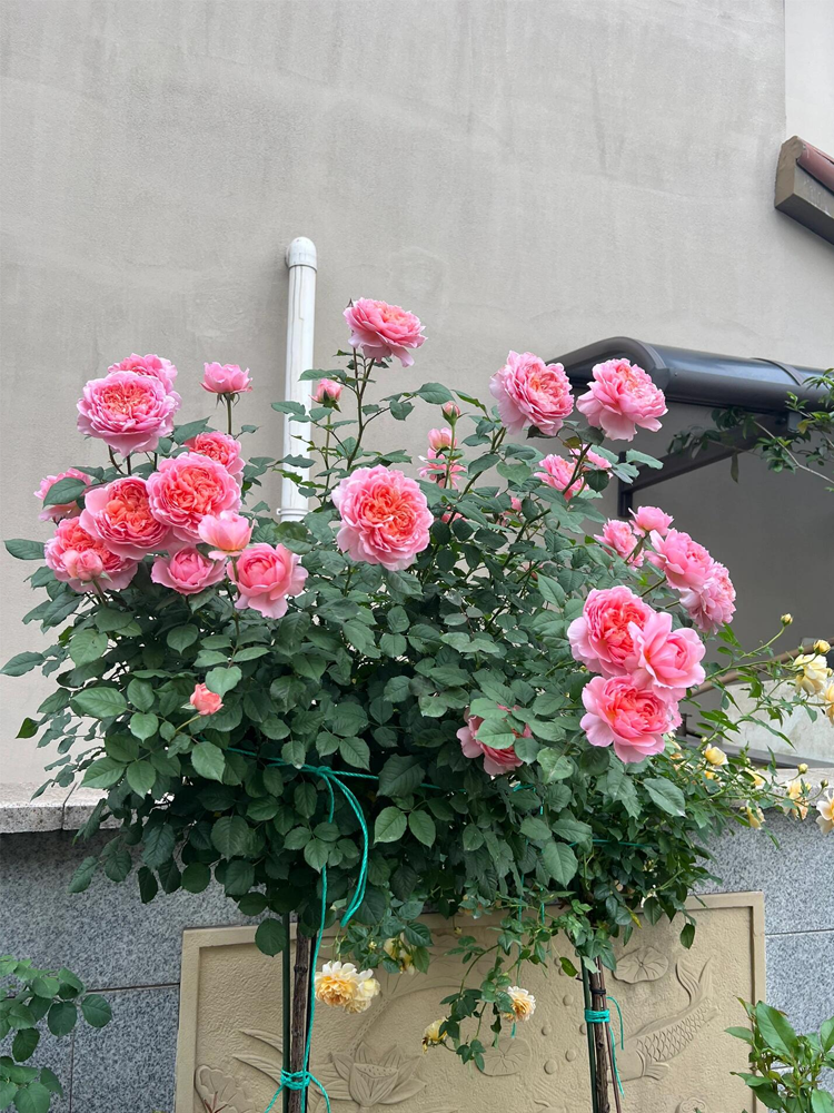 RSU Self-Bred Roses Plant- Summer Drape