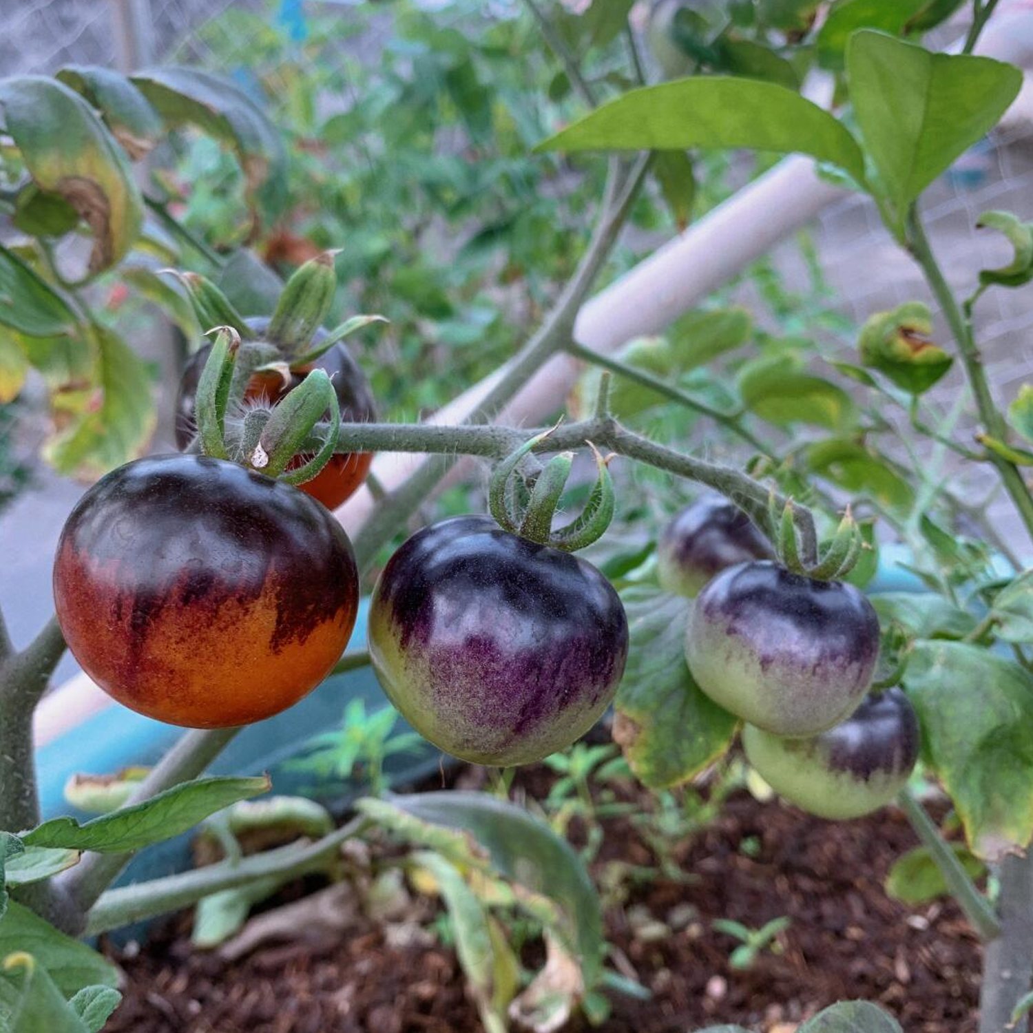 Cherry Tomato Seeds - Indigo Gold Berries