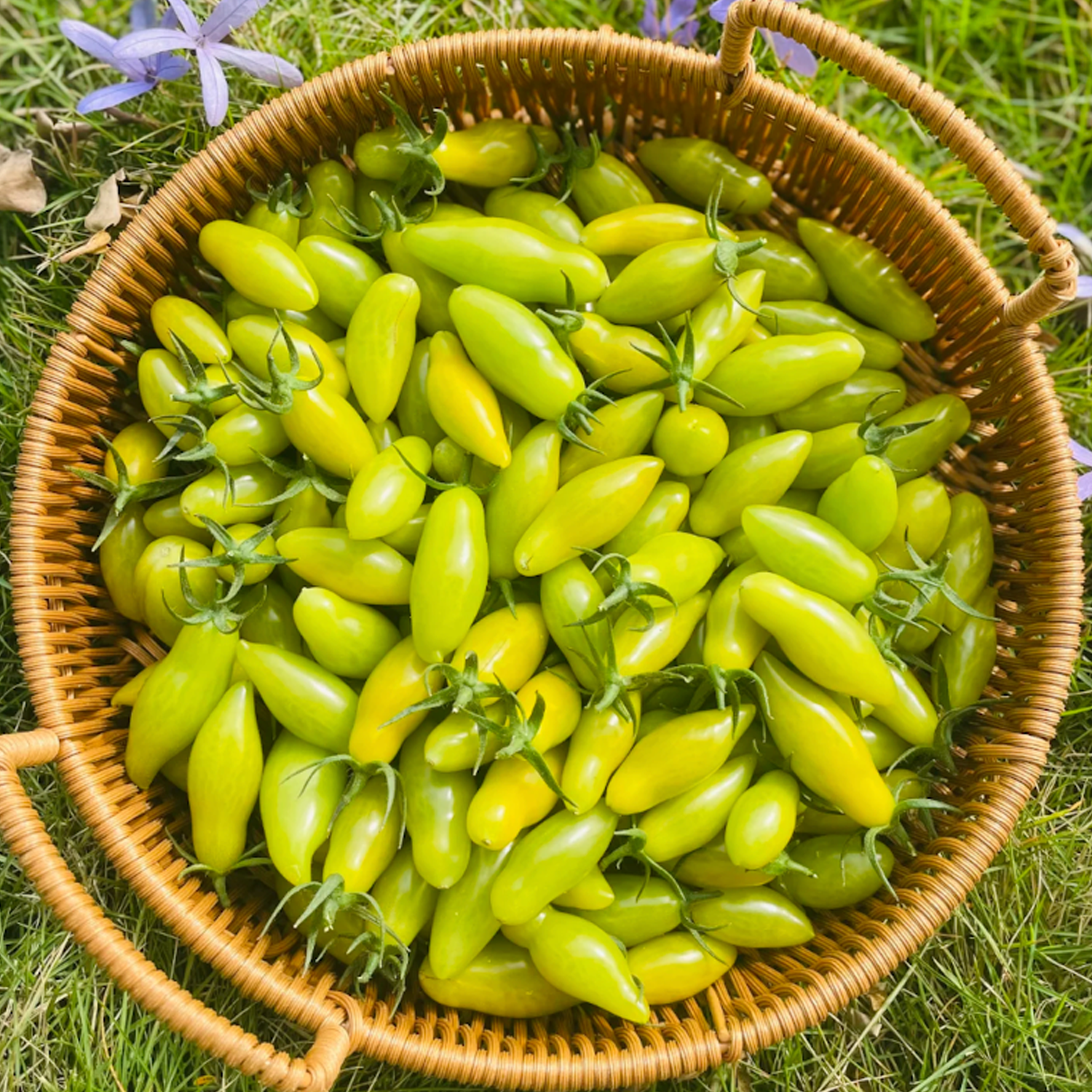 Heirloom Tomato Seeds - Dance Green Fingers