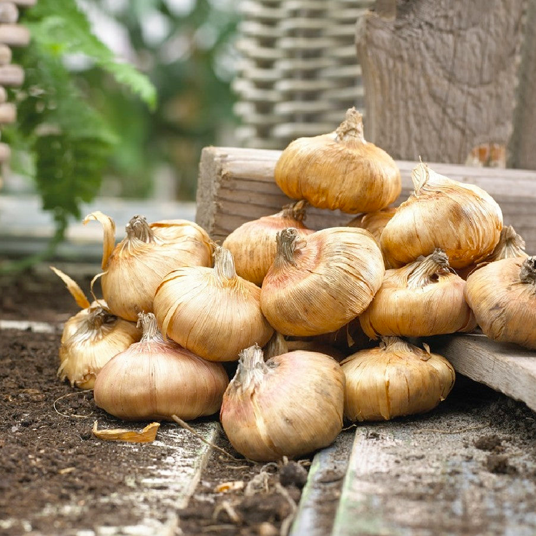 Gladiolus Flower Bulbs - Amsterdam