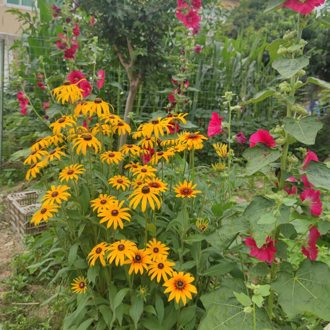 Black Eyed Susan Seeds