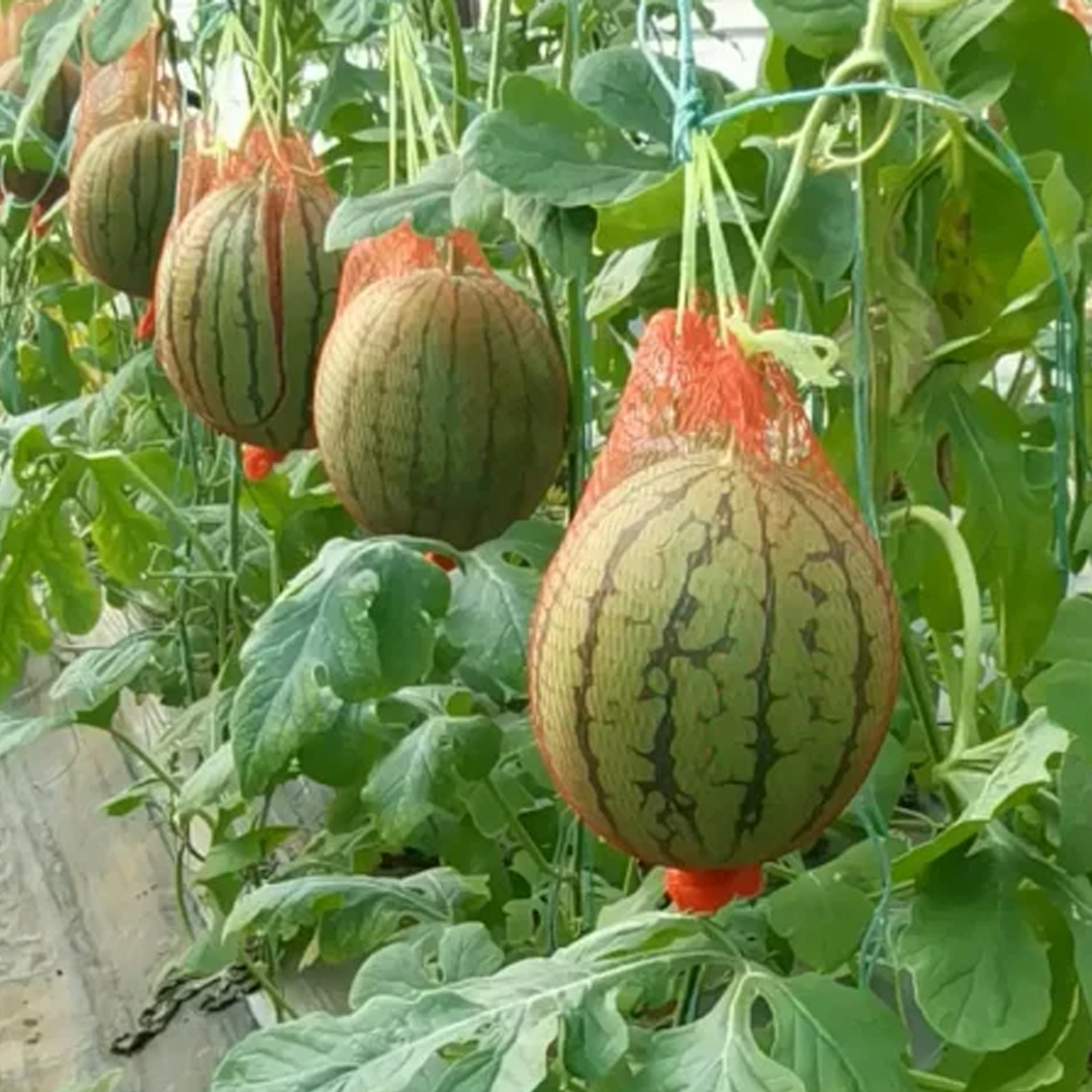 Watermelon Seeds - 2K Crispy