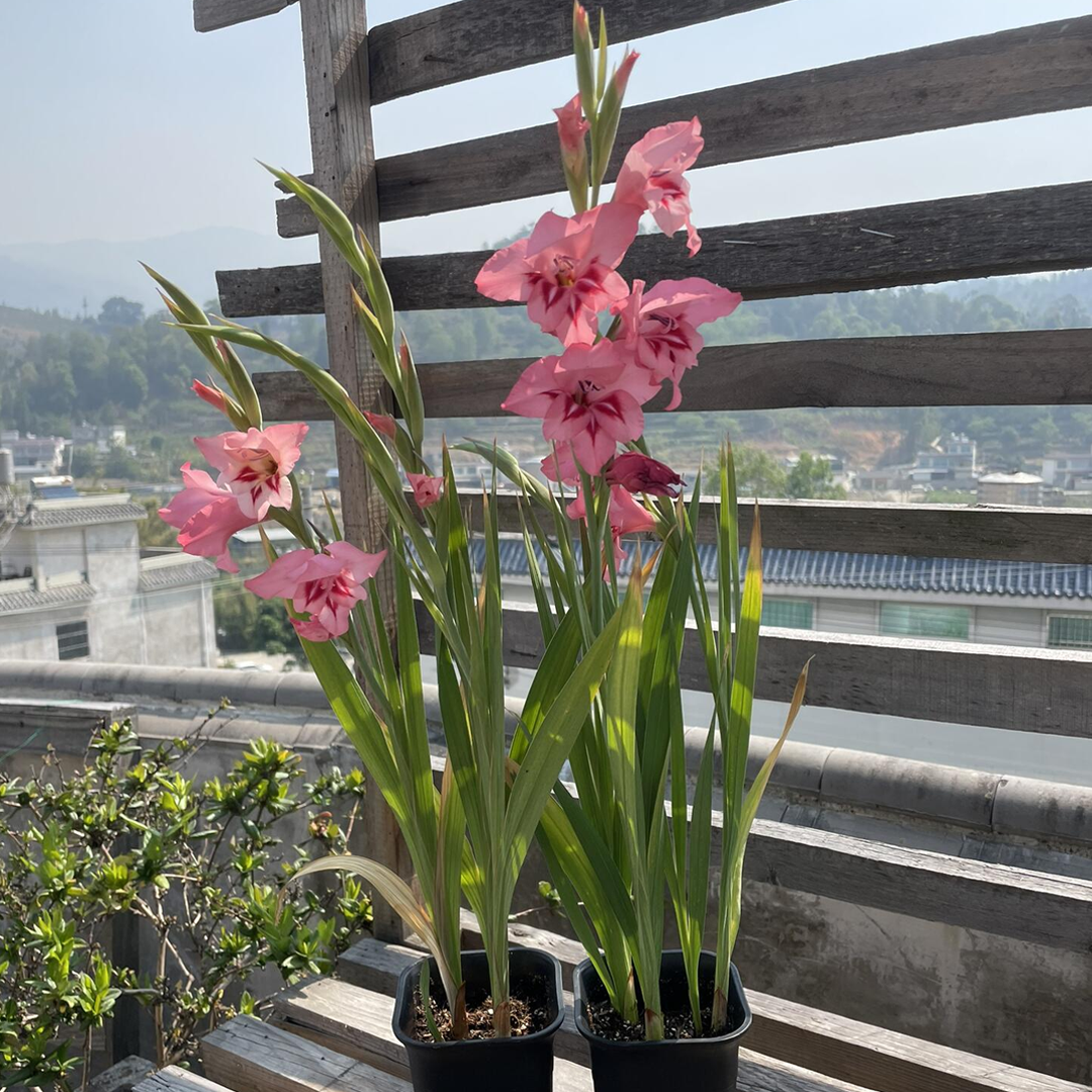 Gladiolus Flower Bulbs - Sweetheart