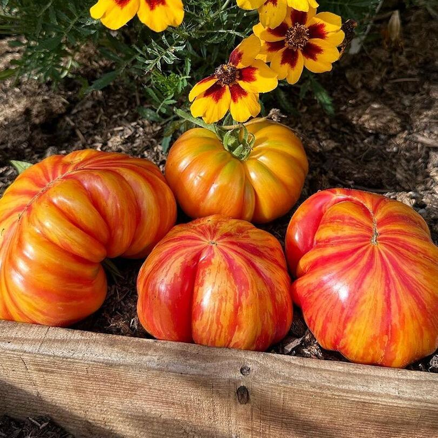 Tomato Seeds - Pattie Yellow Striped