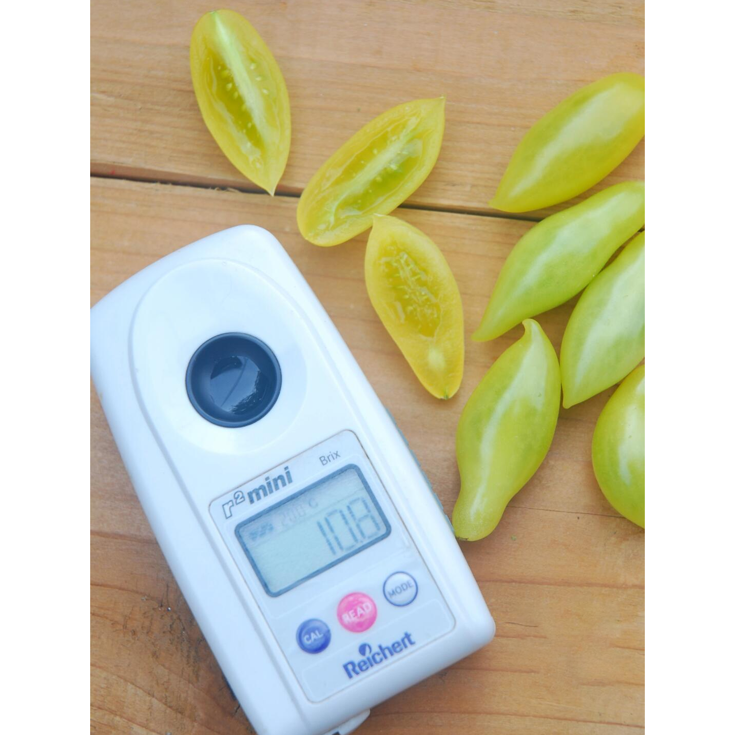 Heirloom Tomato Seeds - Dance Green Fingers