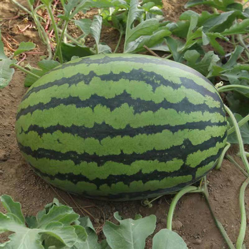 Watermelon Seeds - Lazy